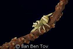 Whip coral shrip by Ilan Ben Tov 